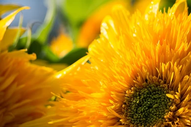 Late Summer Colors: Brilliance