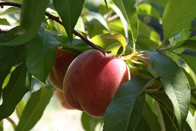 Wallpapers Wednesday: Peaches In The Orchard!