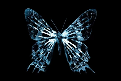 Butterfly X Ray HD Desktop Wallpapers : High Definition ...