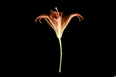 Lily X ray Wallpapers » WallDevil   Best Free HD Desktop And Mobile ...