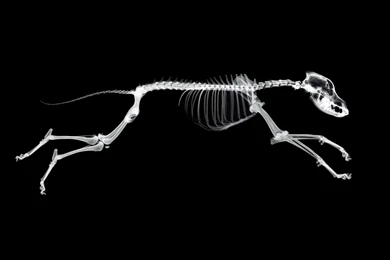 Xray Perspective (id: 197235) – BUZZERG