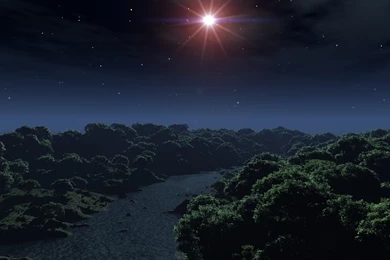 The Gallery For > Nighttime Forest Photography