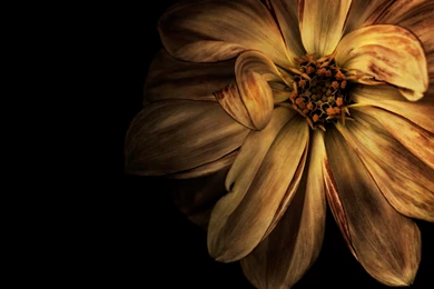 Classic Design Material 25558   Backgrounds Color Theme   Colorful ...