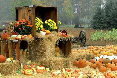 Outdoor Decor   Lots Of Pumpkins, Gourds, Mums, Hay Bays, Wood ...