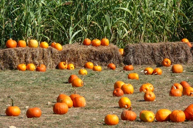 MLeWallpapers.com   Pumpkins, Corn And Hay