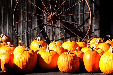 Fall Pumpkin Pictures