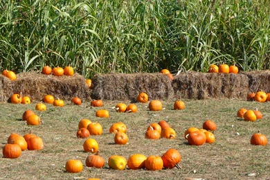 MLeWallpapers.com   Pumpkins, Corn And Hay