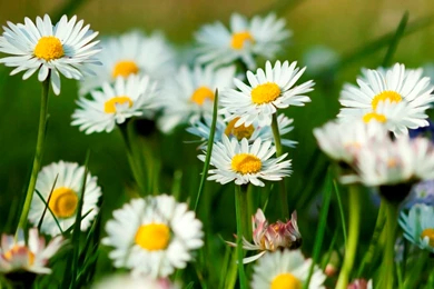 Desktop free wallpaper of flowers download.jpg