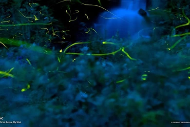 The Gallery For   > National Geographic Logo Wallpapers