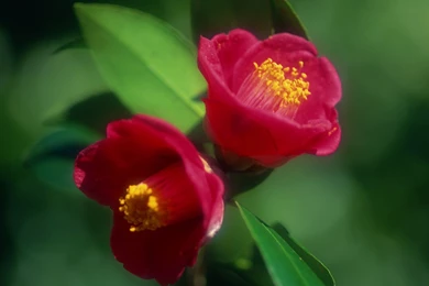 Flowers Wallpapers Archives Page 15 Of 15 Free Desktop ...