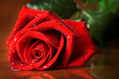 Red Roses HD Wallpapers Free Download