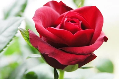Download Beautiful Red Rose Wallpapers