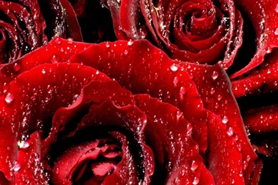Red Roses, Most Popular Rose, Rose Wallpapers, Beautiful Rose, Red ...