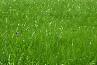 Fields: Green Field Nature Flowers Wild Multi Monitor Wallpapers ...