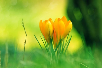 Yellow Flower Desktop Wallpapers