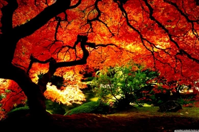 Fall Wallpapers Hd Widescreen