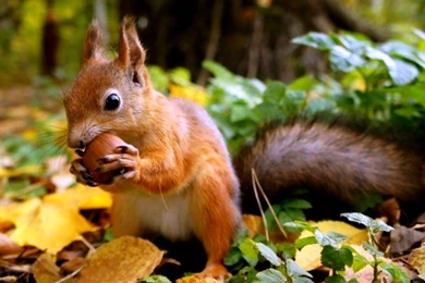 Squirrel Computer Wallpapers, Desktop Backgrounds