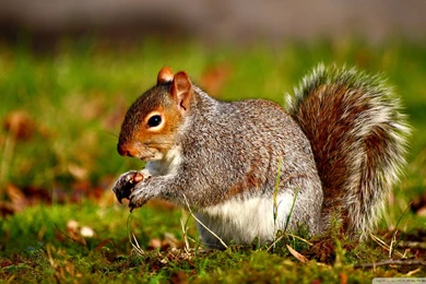 Squirrel Wallpapers 203511
