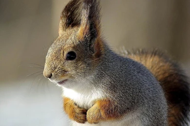 Super Squirrel Wallpapers