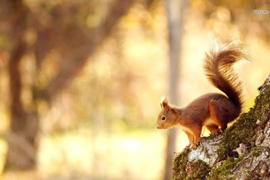Squirrel Wallpapers   Animal Wallpapers