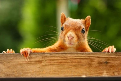 Squirrel Wallpapers HD Pictures