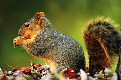 Mobile Squirrel Wallpapers