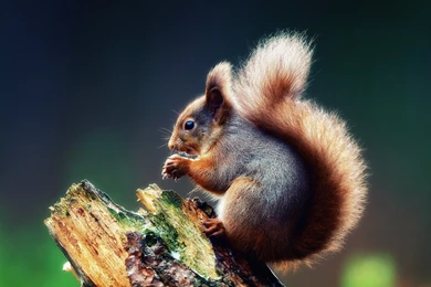 Cute Squirrel Best HD Wallpapers 4237 Hd Wallpapers