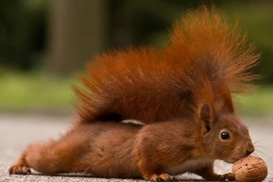 Squirrel Computer Wallpapers, Desktop Backgrounds