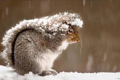 Snowy Squirrel >> HD Wallpaper, Get It Now!