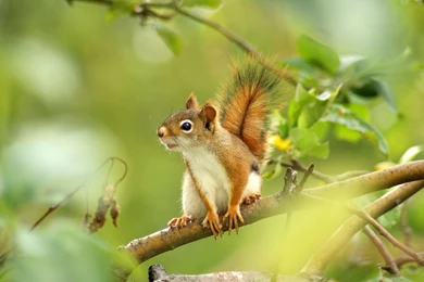 Squirrel Computer Wallpapers, Desktop Backgrounds