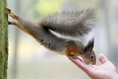 Htame Squirrel >> HD Wallpaper, Get It Now!