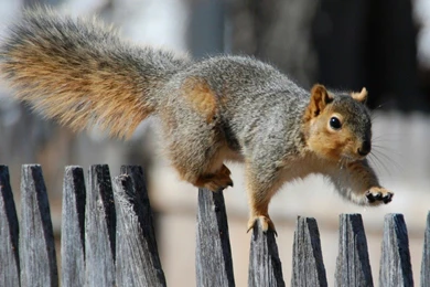 Beautiful Wallpapers: Squirrels Wallpapers