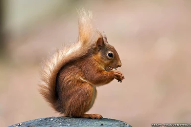 Squirrel Wallpapers   Crazy Frankenstein