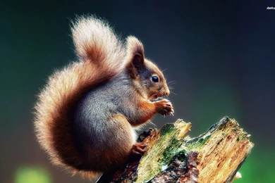 Squirrel Wallpapers   Animal Wallpapers