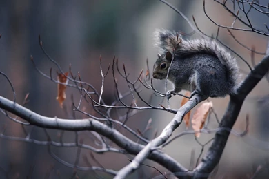 Download The Autumn Squirrel Wallpaper, Autumn Squirrel iPhone ...