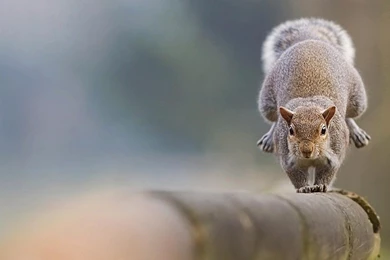 Your Wallpaper: Squirrel Wallpapers