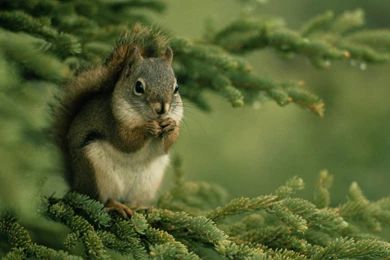 Squirrel Wallpapers