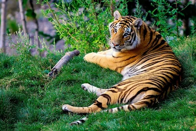 High resolution tiger wallpaper 1366x768.jpg