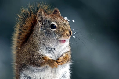 Cute Squirrel Wallpapers   ImgMob
