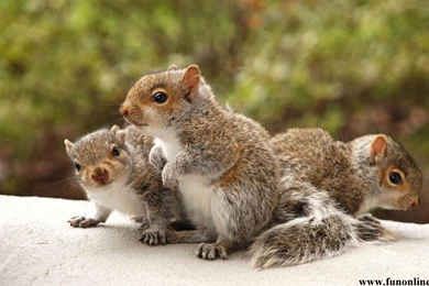 Baby squirrel wallpaper.jpg