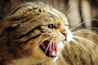 Full HD 1080p Animals Wallpapers, Desktop Backgrounds HD