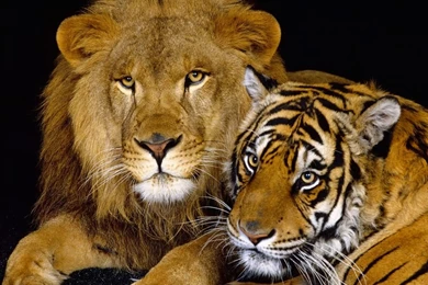 Animals Wallpapers Hd Free Download