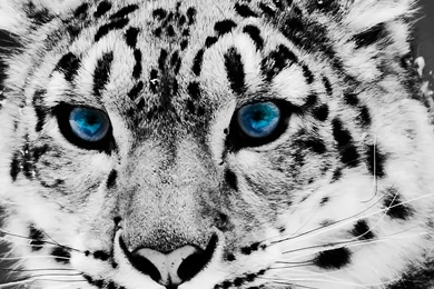 Animals ipad background 3.jpg