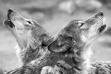 Dog Backgrounds, Lovely Dog Images, Dog Eye, Wallpapers Of Dog, Hd ...