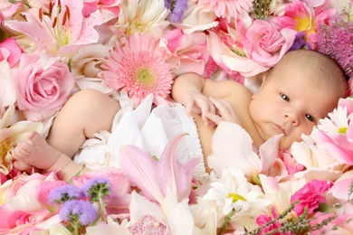 Cute Baby In Flower Hd Wallpapers   Wallpaperss HD