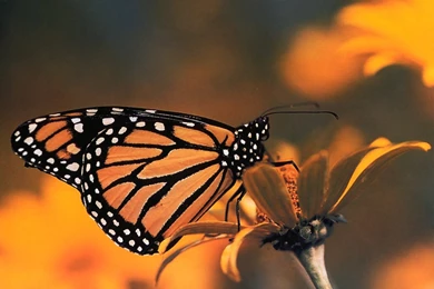 Monarch Butterfly Wallpapers   Wallpapers HD Wide