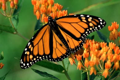 Pictures Of The Monarch Butterfly   HD Wallpapers Lovely
