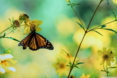 Monarch Butterfly On A Yellow Flower Wallpapers Full HD [2560x1600 ...