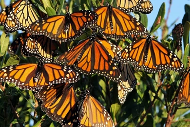 Monarch Butterfly Migration   Wallpaper.