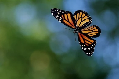 Monarch Butterfly Flying Wallpapers : 6 Photos Of Monarch Butterfly ...